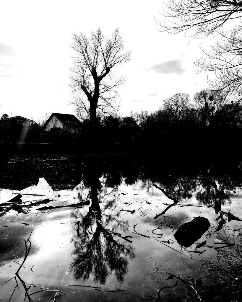 Tree Reflection River